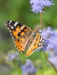 Orange and Black Butterfly Feeding on Purple Wildflowers in Natural Garden