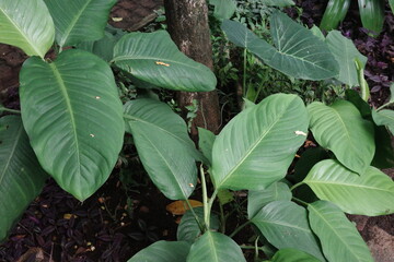 green beans on a bush