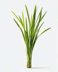 Fototapeta premium Fresh green grass bunch, studio shot