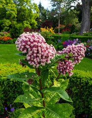 Obraz premium Lush garden flowers in vibrant colors