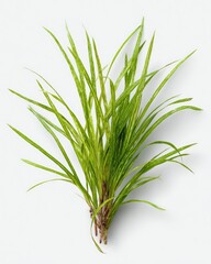 Fototapeta premium Close-up of a bunch of vibrant green grass