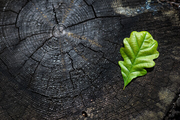 Oak Leaf on Tree Stump – Symbol of Carbon Footprint and Sustainable Future