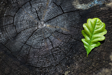 Oak Leaf on Tree Stump – Symbol of Carbon Footprint and Sustainable Future