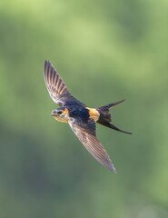Barn Swallow Bird in Flight with Outstretched Wings Against Soft Green Blurred Natural Background