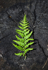Fern on Tree Stump – Symbol of Nature and Carbon Footprint Reduction © jacekstagun
