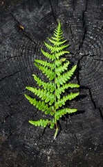 Fern on Tree Stump – Symbol of Nature and Carbon Footprint Reduction © jacekstagun