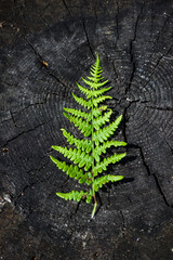 Fern on Tree Stump – Symbol of Nature and Carbon Footprint Reduction © jacekstagun