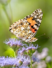 Beautiful Brown and Orange Butterfly Feeding on Purple Wildflowers in Sunny Garden