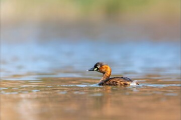 Grebe with Orange Plumage and Distinctive Eye Swimming in Calm Lake Water - Wildlife Photography