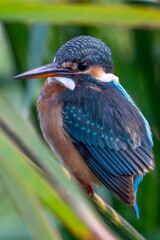 Vibrant Kingfisher Bird with Blue Orange Plumage Perched on Branch in Natural Wetland Habitat Portrait