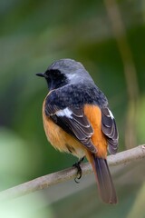 Black Redstart Bird with Orange Plumage Perched on Branch in Natural Forest Wildlife Habitat...