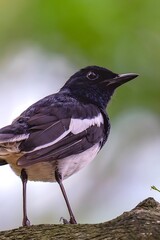Black and White Bird Perched on Tree Branch in Natural Wildlife Habitat - Professional Telephoto Photography