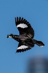 Black Crested Bird Soaring Through Clear Blue Sky with Outstretched Wings in Shenzhen Park Wildlife Photography