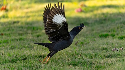 Black Bird Taking Flight with Outstretched Wings in Natural Grass Field Setting