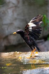 Black Bird with Spread Wings Standing on Wet Rock in Natural Habitat