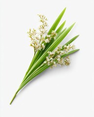 Obraz premium Fresh, vibrant greenery with tiny white flowers