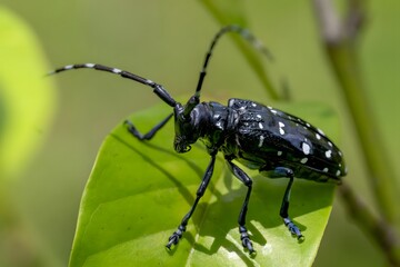 Spotted Longhorn Beetle on Green Leaf - Macro Wildlife Photography Showcasing Intricate Natural Details and Insect Behavior in Habitat