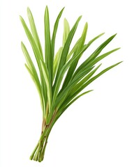 Obraz premium Fresh, vibrant bunch of long, slender leaves
