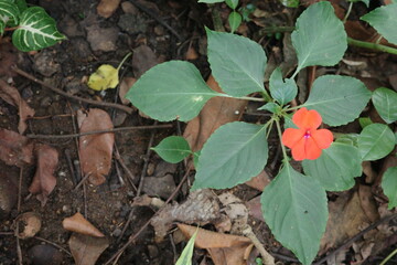 butterfly on a leaf