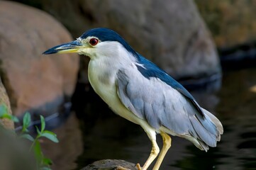 Black-crowned night heron with red eye perched on rocky ledge in natural wildlife habitat