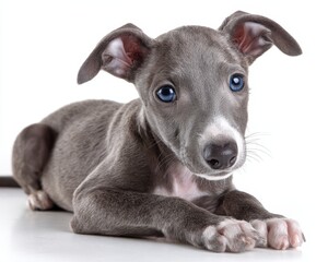 Fototapeta premium Italian Greyhound Puppy. Studio Portrait of Young Dog on White Background