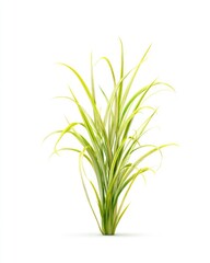 Naklejka premium Yellow-green grass tuft, isolated