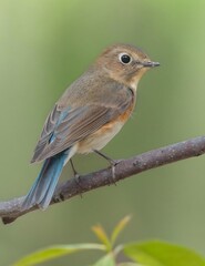 Red-flanked bluetail songbird with vibrant blue tail and orange breast perched on branch in natural habitat