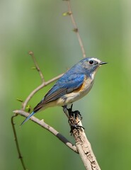 Obraz premium Red-flanked bluetail songbird perched on wooden branch with soft green natural background bokeh