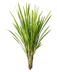 Fototapeta premium Lush green grass-like plant cluster