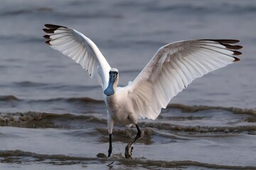 Black-faced Spoonbill Landing with Outstretched Wings in Shenzhen Bay Wetland Habitat