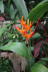 red and yellow flowers