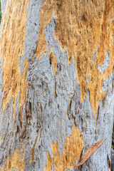 Close up of the bark of a karri tree near Boranup, Margaret River Region, Shire of Augusta in the SW Region of Western Australia WA