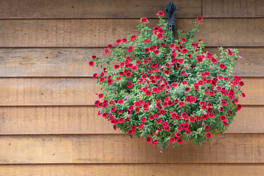 A Big Basket of Small Red Patunias Hanging Against the Exterior Wall of a Wooden Cottage