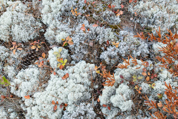 Close-up of Reindeer Lichen Covered with Colorful Fallen Leaves