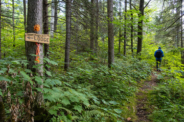 Back View of a Man Hiking on a Marked Trail in the Woods