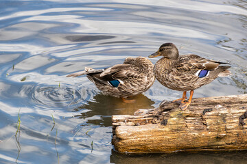 A Couple of Female Mallards Resting and Grooming Themselves Near a Log on the Water
