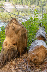 Close-up of a Beaver Damaged Dead Tree