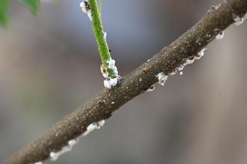 Brevicoryne brassicae. Its common names  cabbage aphid and cabbage aphis. This is a destructive aphid (plant louse) native to Europe that is now found in many other areas of the world.