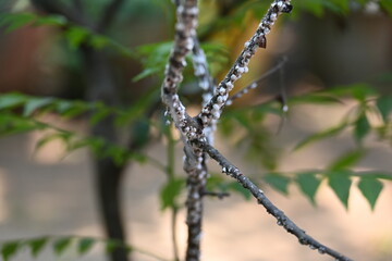 Brevicoryne brassicae. Its common names  cabbage aphid and cabbage aphis. This is a...