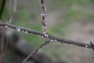 Brevicoryne brassicae. Its common names  cabbage aphid and cabbage aphis. This is a...