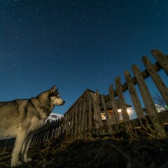 Dog by a cabin under a starry sky