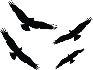 Obraz premium Silhouettes of Four Birds Flying in Formation on a White Background Design