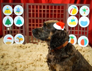 Dog, Christmas hat, holiday themed matching game