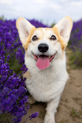 Happy Corgi with Tongue Out Sitting on Lavender Field Path