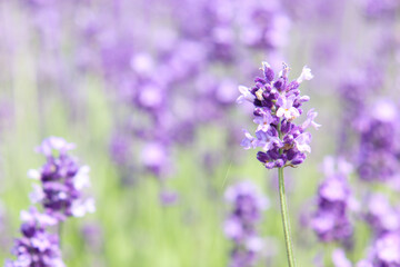 Lavender Focus: Close-Up Bloom with Soft Bokeh in Summer Field
