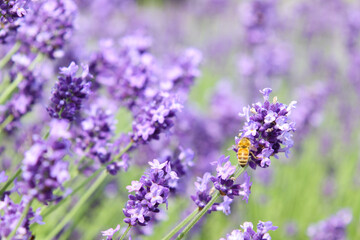 Obraz premium Honeybee on Blooming Lavender Flowers in Summer Garden, Hokkaido, Japan