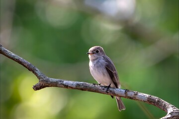 Fototapeta premium Small songbird perched on weathered branch with green bokeh background