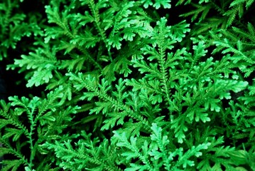         Selaginella plant,fern-like leaves and lush green appearance.