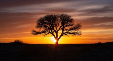 Silhouetted tree at sunset, light bursts from behind, calm and serene