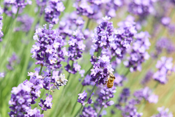 Honeybee on Blooming Lavender Flowers in Summer Garden, Hokkaido, Japan